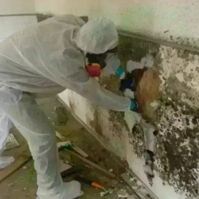 Mold Remediation and Removal in Cold Springs, NV